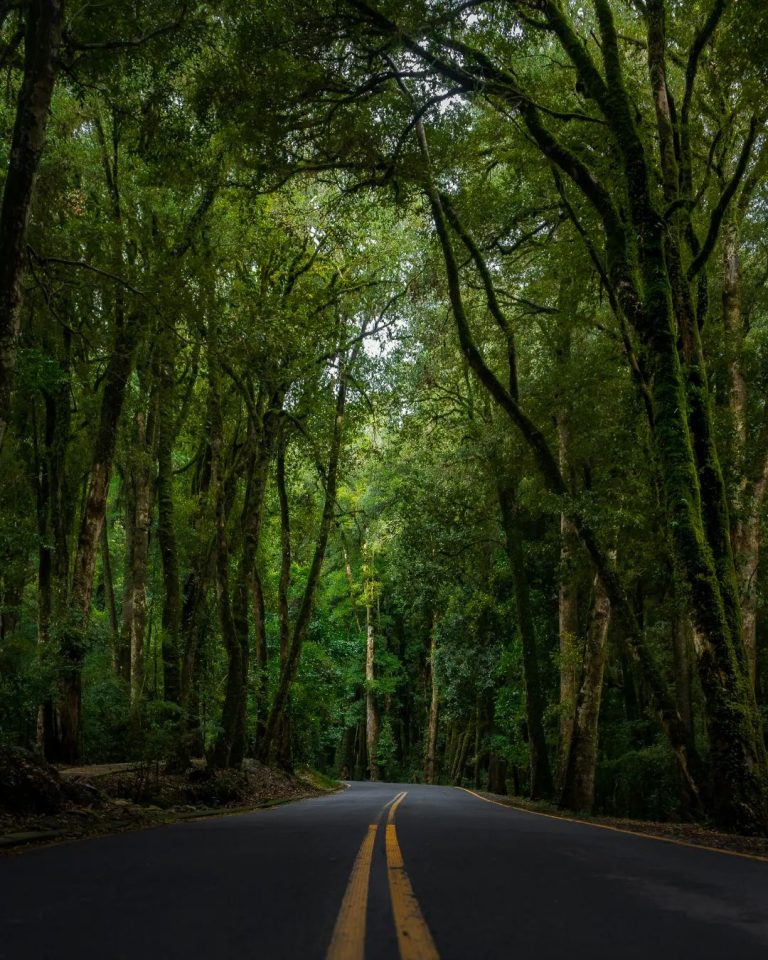 bosque quillín - Lago Ranco